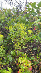 Euthamia caroliniana