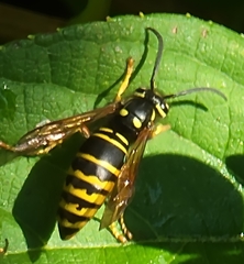 Vespula vidua