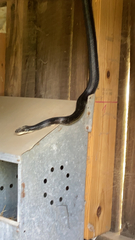 Pantherophis alleghaniensis