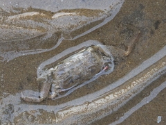 Macrophthalmus