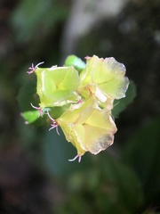 Sarcopyramis napalensis delicata