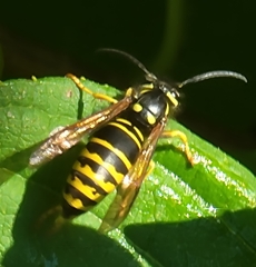 Vespula vidua