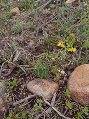 Bulbine lagopus