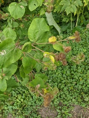 Arctium lappa