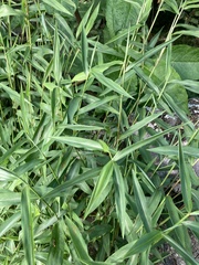 Microstegium vimineum