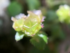 Sarcopyramis napalensis delicata