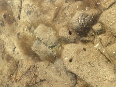 Lithobates sylvaticus