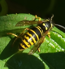 Vespula vidua