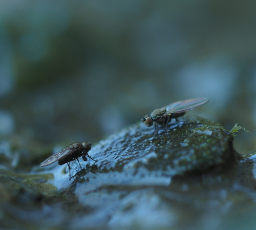 Scatella tenuicosta