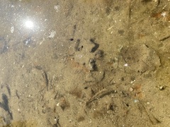 Lithobates sylvaticus