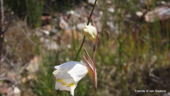 Gladiolus patersoniae