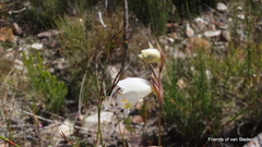 Gladiolus patersoniae