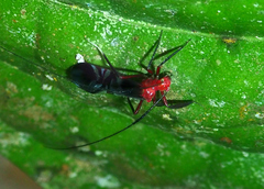 Poecilopsocus iridescens