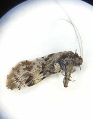 Trichadenotecnum majus