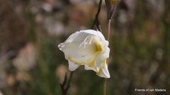 Gladiolus patersoniae