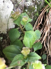 Sarcopyramis napalensis delicata