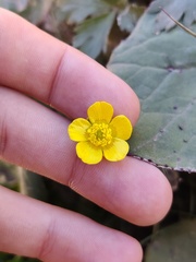 Ranunculus acris