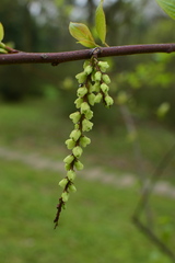 Stachyurus chinensis