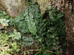 Asplenium