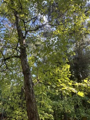 Acer floridanum