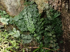 Asplenium