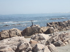 Phalacrocorax capensis