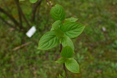Stachyurus chinensis