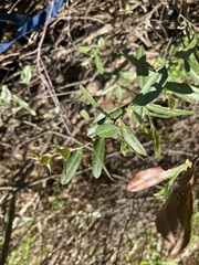 Chamaedaphne calyculata