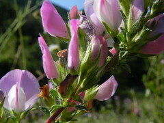 Ononis spinosa