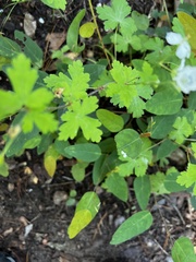 Geranium wislizeni