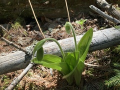 Cypripedium acaule