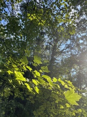 Acer floridanum