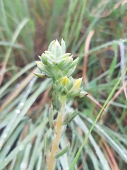Echeveria paniculata