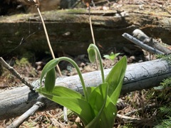 Cypripedium acaule