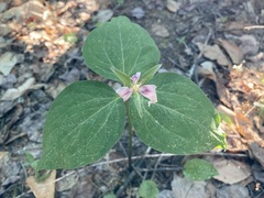 Trillium undulatum
