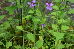 Orychophragmus violaceus