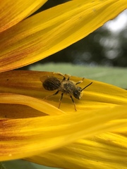 Callandrena