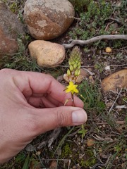 Bulbine lagopus