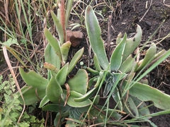 Echeveria paniculata