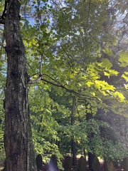 Acer floridanum