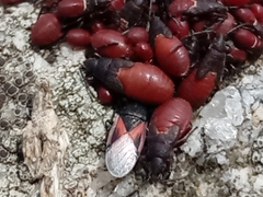 Oxycarenus lavaterae