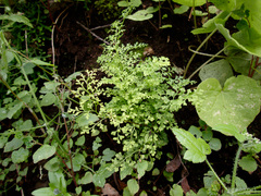 Anogramma leptophylla