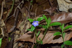 Aegonychon zollingeri
