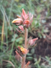 Echeveria paniculata