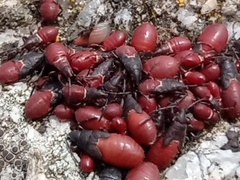 Oxycarenus lavaterae