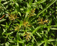 Cyperus microiria