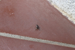Auplopus carbonarius
