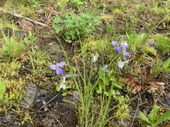 Viola cucullata