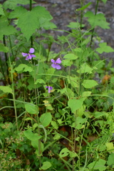 Orychophragmus violaceus