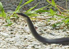 Coluber constrictor constrictor